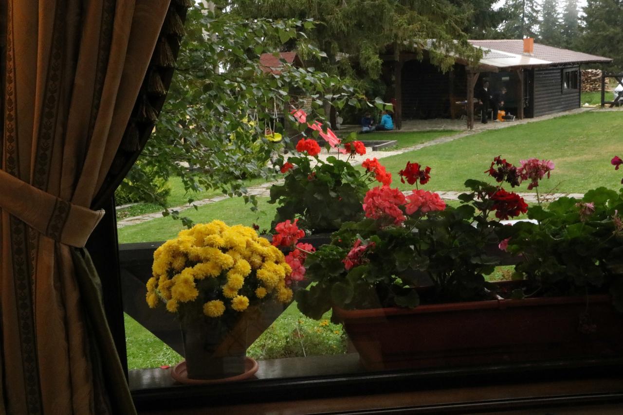 Pensiunea Rafael Păltiniş エクステリア 写真